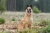 MALINOIS 558